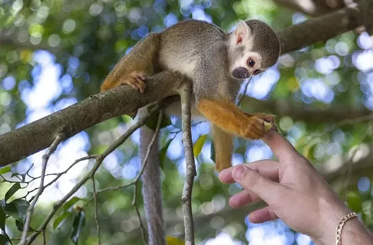 Monkeyland Tour in Punta Cana · 3