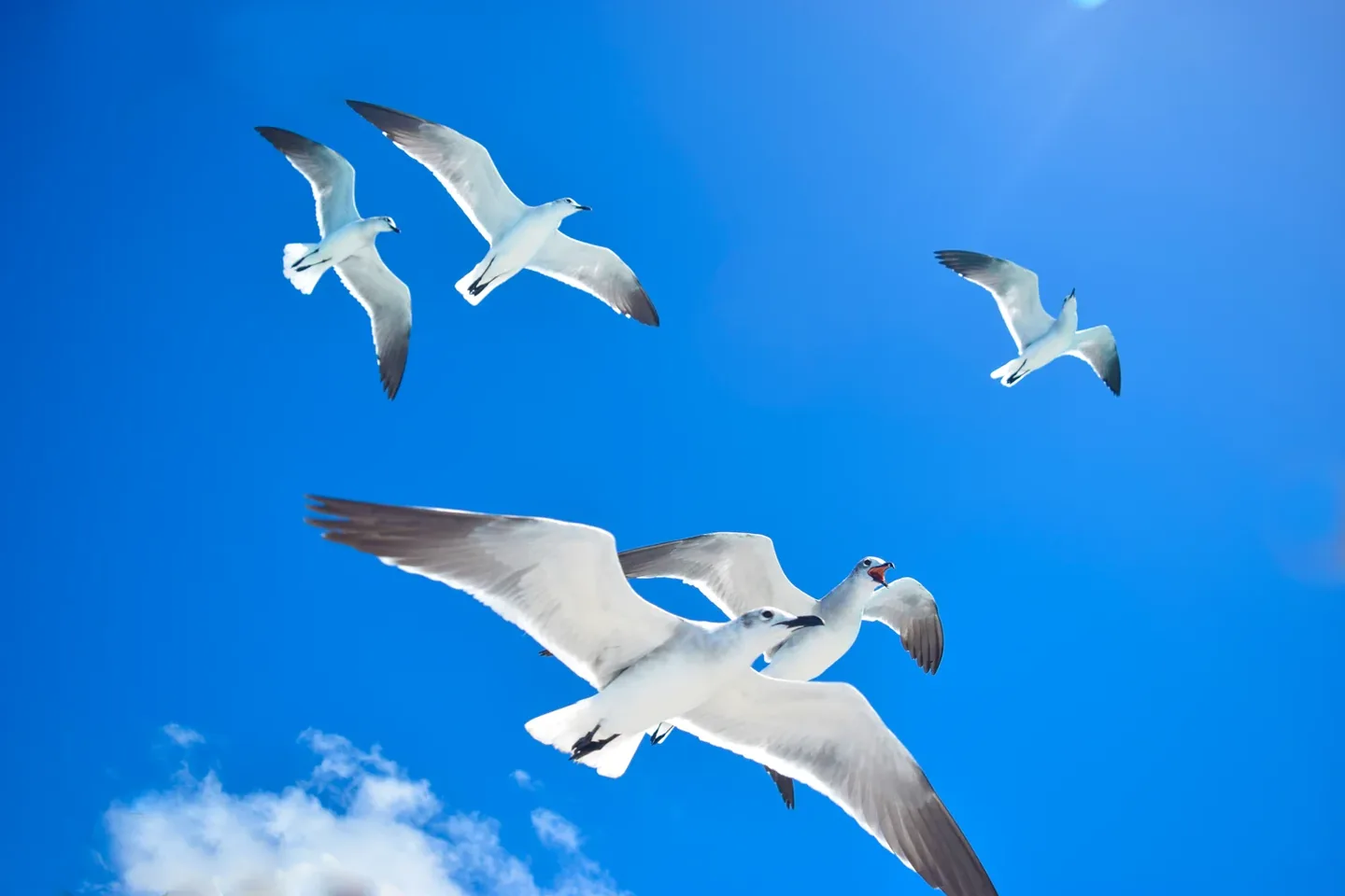 Saona Island Tour from Bayahibe & La Romana · 4