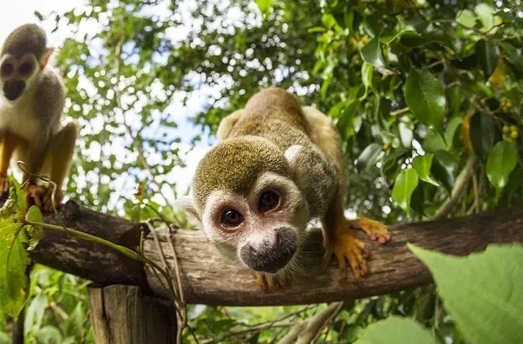 Monkeyland Tour in Punta Cana