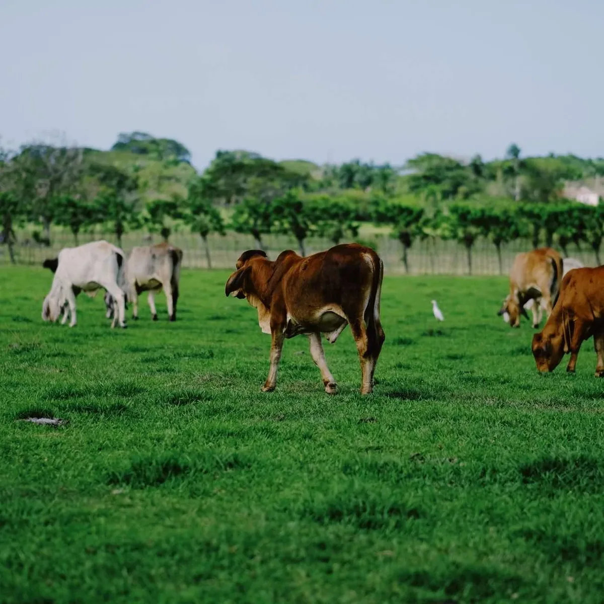 Punta Cana Countryside Safari & Dominican Culture · 5