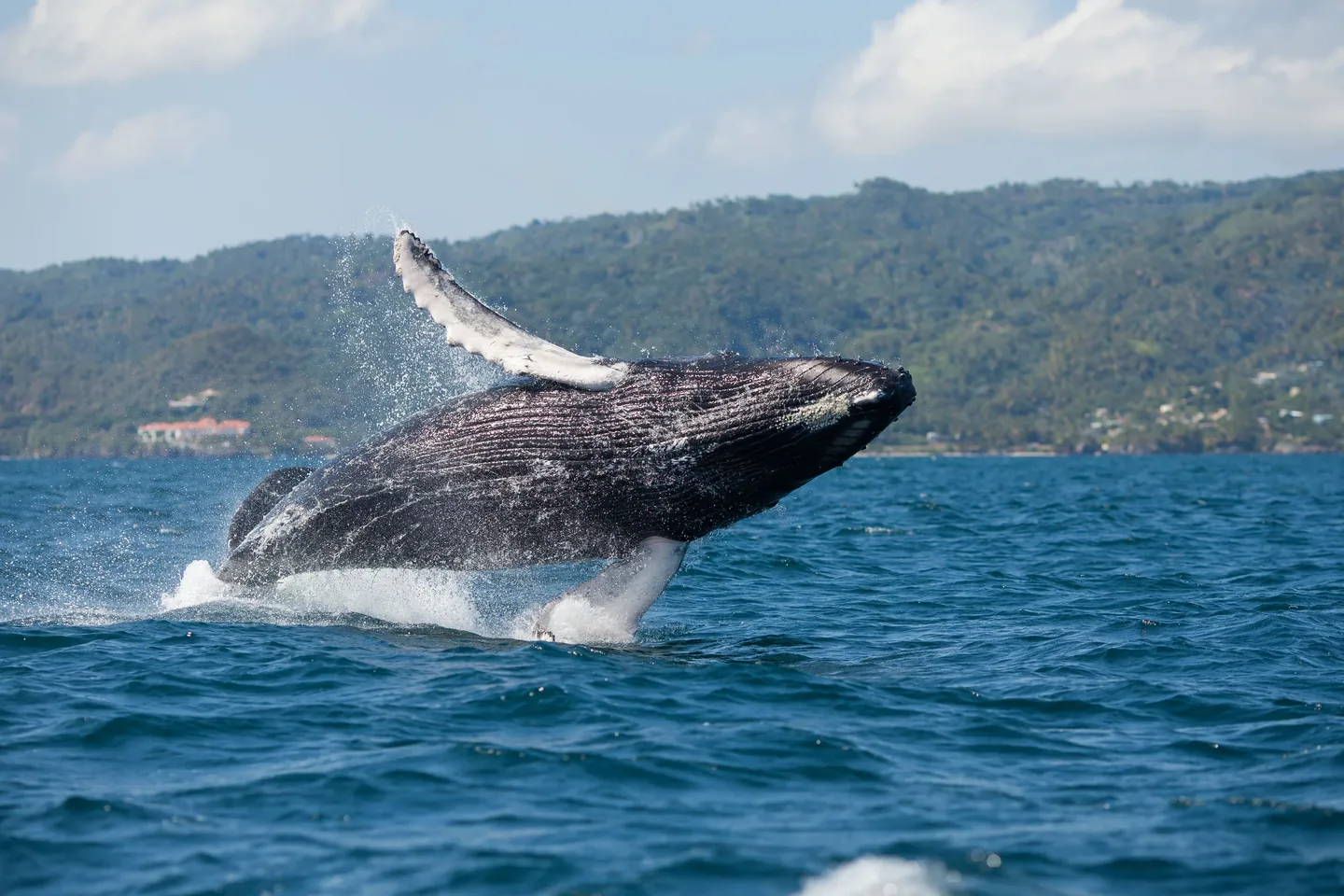 Samaná Whale Watching Tour from Punta Cana