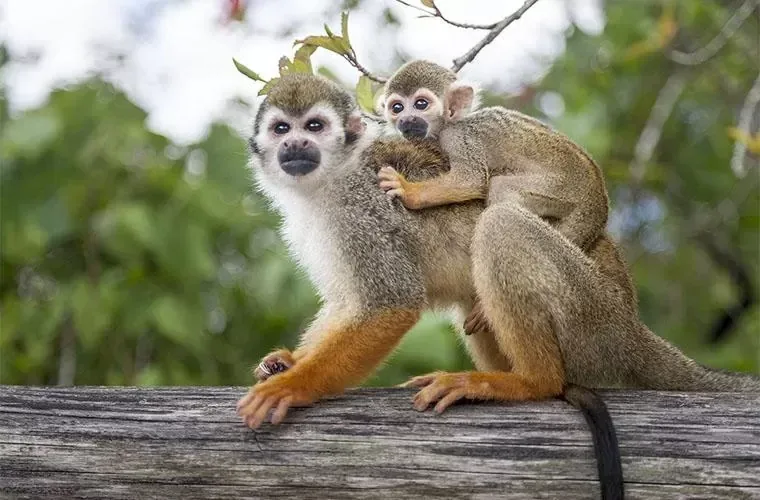 Monkeyland Tour in Punta Cana · 2
